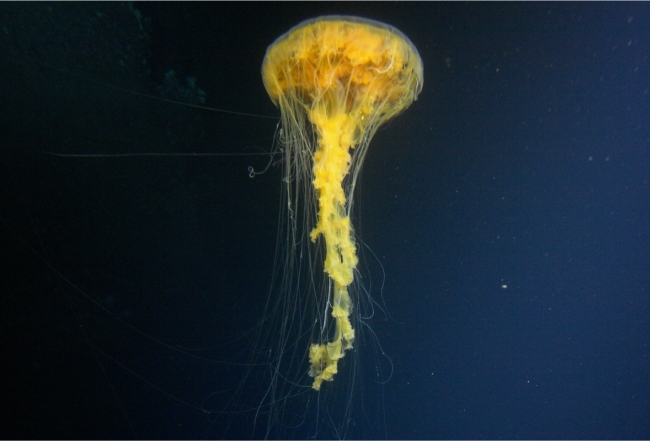 SEAmagine jellyfish