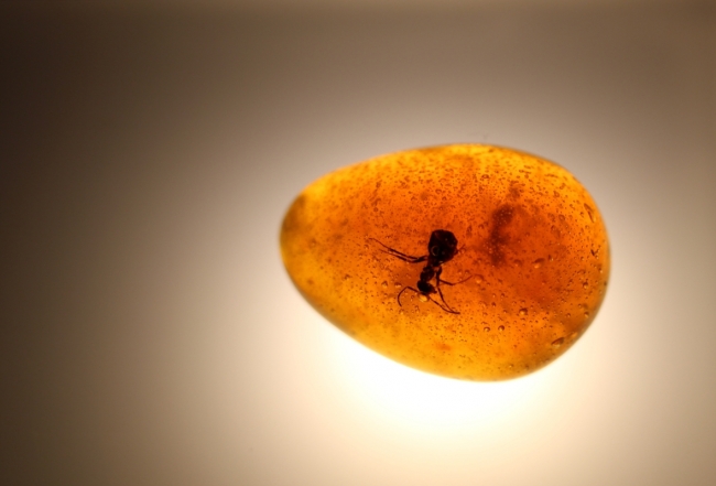 Alchemist Ant in Amber 2