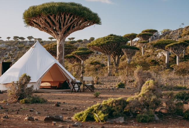 Camp tent with dragon blood trees Socotra