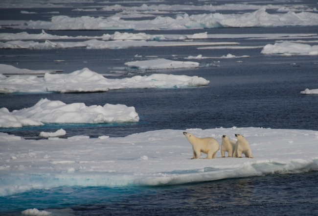 Polar bears iceberg Greenland