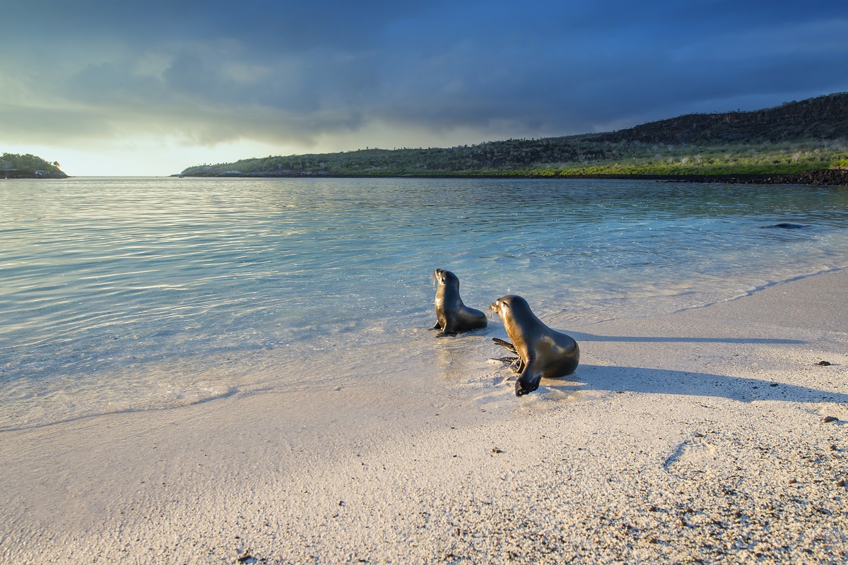 Galapagos Superyacht Itinerary | Superyacht Stories