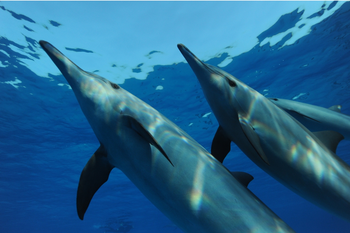 Didier Noirot dolphins 4