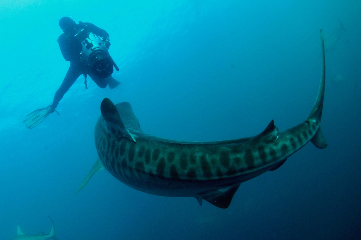 Didier with Tiger Shark by Roger Horrocks